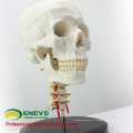 SKULL06 (12332) Crâne anatomique en plastique avec modèle du rachis cervical